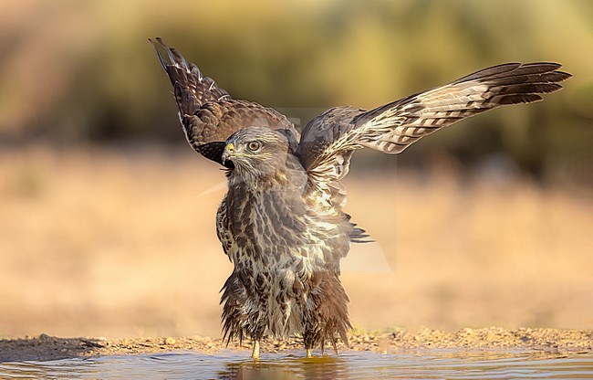 Common buzzard, tentatively wading into the water. Wings held up, it seems to be testing the unfamiliar terrain. stock-image by Agami/Onno Wildschut,