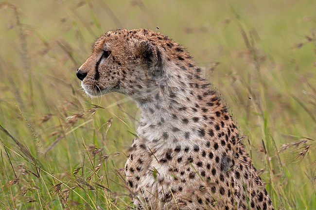 Portrait of an alert cheetah, Acinonyx jubatus, in tall grass. Masai Mara National Reserve, Kenya. stock-image by Agami/Sergio Pitamitz,