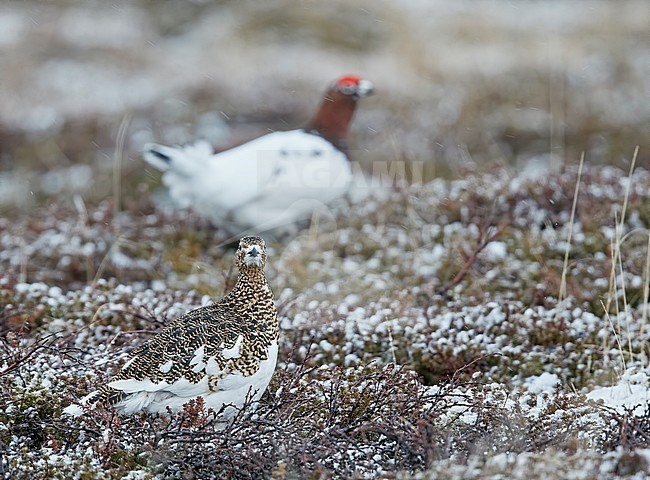 Female and male Willow Grouse (Lagopus lagopus) at Vardö in arctic Norway. stock-image by Agami/Markus Varesvuo,