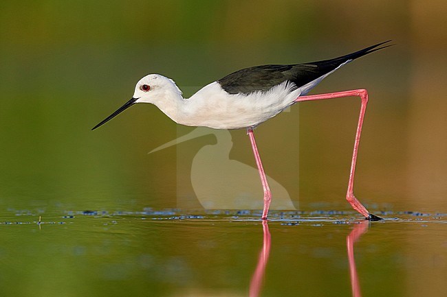 Black-winged Stilt (Himantopus himantopus), side view of an adult male walking in a pond stock-image by Agami/Saverio Gatto,