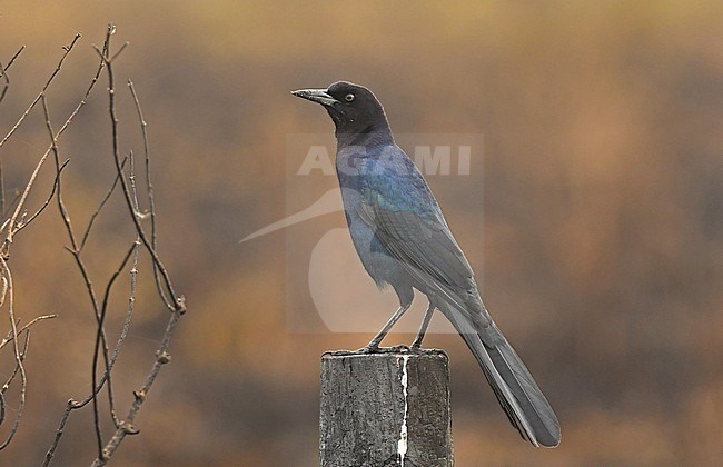 The Boat-tailed Grackle is a species confined to the coastal wetlands of south east USA. This photo was taken at Anahuac National Wildlife Refuge, Texas. stock-image by Agami/Eduard Sangster,