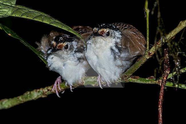 A pair of Striped Wren-Babbler (Kenopia striata) Perched on a branch at a night roost  in Borneo stock-image by Agami/Dubi Shapiro,