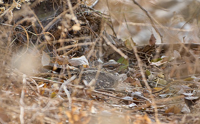 Cryptic Red-necked Nightjar (Caprimulgus ruficollis) roosting in a bush nearby Seville, Spain stock-image by Agami/Tomas Grim,