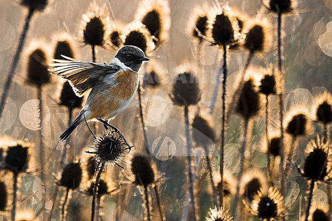 Wintering male European Stonechat (Saxicola rubicola) in Italy. Photographed with early morning backlight. stock-image by Agami/Daniele Occhiato,