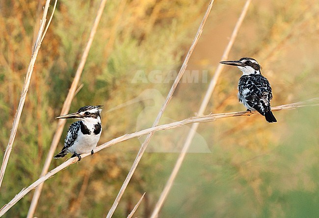 Pair of Pied Kingfishers (Ceryle rudis) sitting together in riverbed near Eilat, Israel. stock-image by Agami/Marc Guyt,