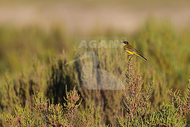 Black-headed Wagtail - Maskenstelze - Motacilla feldegg, Cyprus, adult male stock-image by Agami/Ralph Martin,
