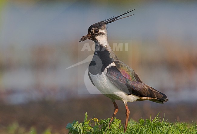 Kievit staand; Northern Lapwing perched stock-image by Agami/Menno van Duijn,