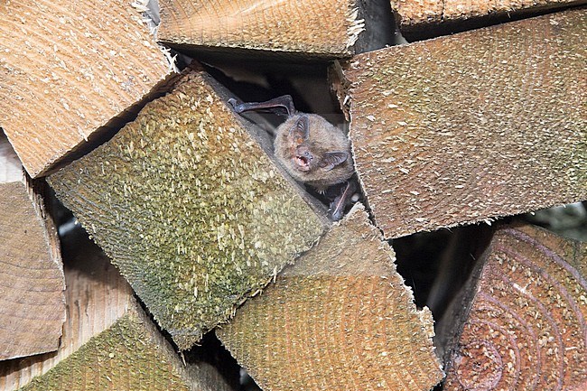 Nathusius' pipistrelle in hibernation stock-image by Agami/Theo Douma,