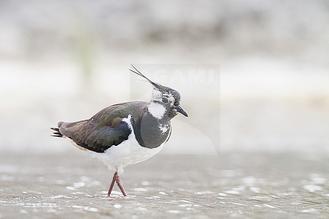  stock-image by Agami/Menno van Duijn,