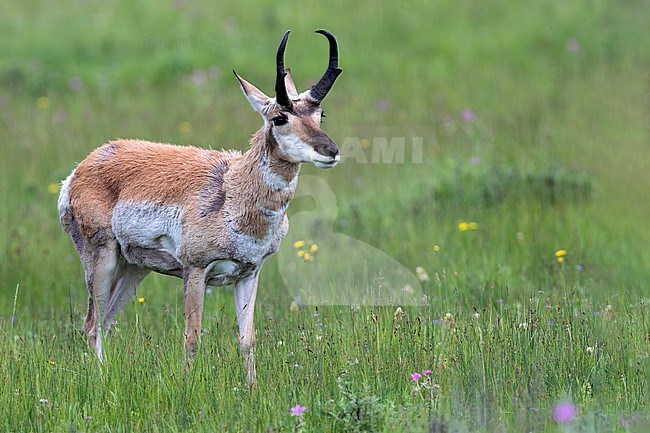 Pronghorn (Antilocapra americana) in a meadow in North-America. stock-image by Agami/Dubi Shapiro,