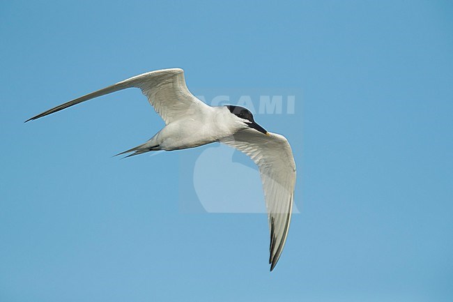 Adult Cabot's Tern (Thalasseus acuflavidus) in flight against a blue sky as background in Galveston County, Texas, USA. stock-image by Agami/Brian E Small,