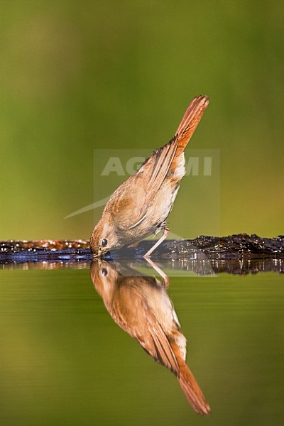 Drinkende Nachtegaal bij drinkplaats; Common Nightingale drinking at drinking site stock-image by Agami/Marc Guyt,