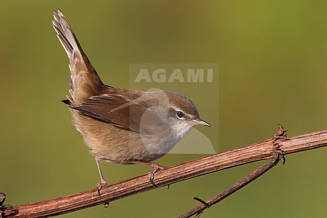 Cetti's Zanger; Cetti's Warbler; Cettia cetti stock-image by Agami/Daniele Occhiato,