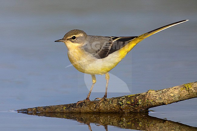 Grey Wagtail (Motacilla cinerea) in Italy. stock-image by Agami/Daniele Occhiato,