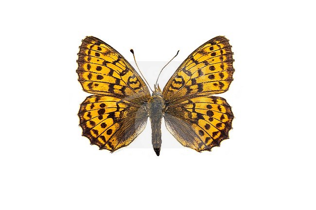 Lesser Marbled Frittilary; Purperstreepparelmoervlinder, Brenthis ino stock-image by Agami/Wil Leurs,