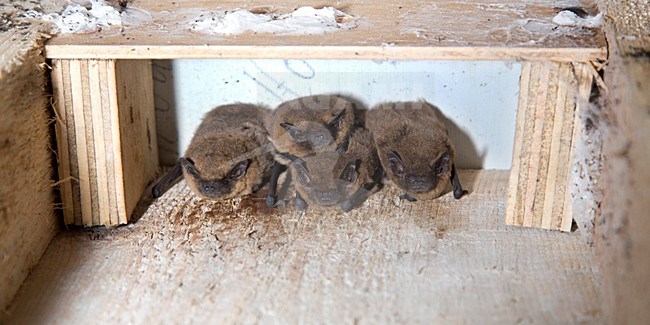 Gewone dwergvleermuis in vleermuiskast, Common pipistrelle in batbox stock-image by Agami/Theo Douma,