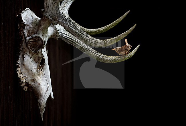 Eurasian Wren (Troglodytes troglodytes) interacting with a trophy deer skull in Czechia, awarded in Czech Nature Photo competition stock-image by Agami/Tomas Grim,