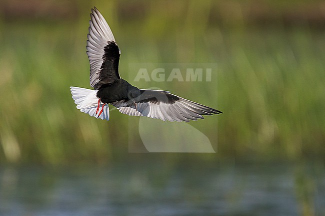 White-winged Tern - Weissflügel-Seeschwalbe - Chlidonias leucopterus, Poland, adult stock-image by Agami/Ralph Martin,