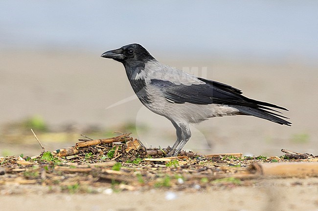 Hooded Crow (Corvus cornix), side view of an individual standing on the sand, Campania, Italy stock-image by Agami/Saverio Gatto,
