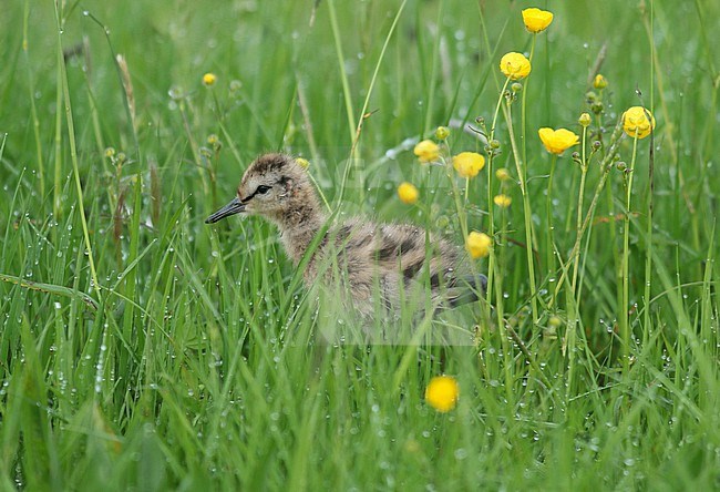 Juvenile Black-tailed Godwit (Limosa limosa) in a Dutch meadow stock-image by Agami/Renate Visscher,