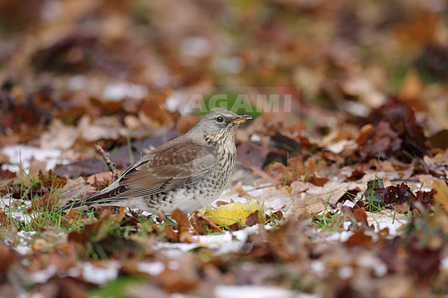 Kramsvogel foeragerend op bessen; Fieldfare fouraging on berries stock-image by Agami/Reint Jakob Schut,
