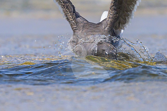 Sooty gull, Ichthyaetus hemprichii, grooming. stock-image by Agami/Sylvain Reyt,