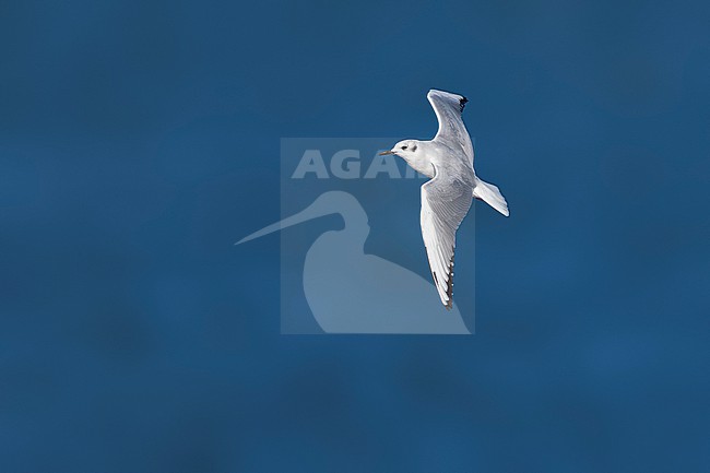 Near adult winter plumage Bonaparte's Gull (Chroicocephalus philadelphia) flying over the channel Texel/DenHelder, Noord-Holland, the Netherlands. stock-image by Agami/Vincent Legrand,