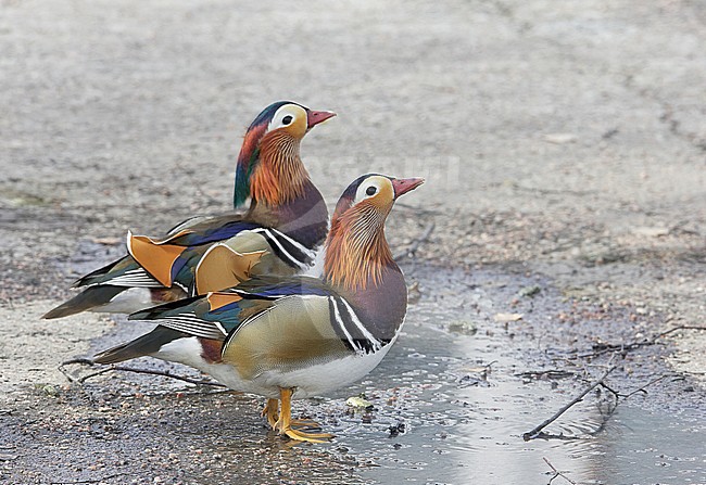 Mandarin Duck (Aix galericulata) Helsinki Finland April 2006 stock-image by Agami/Markus Varesvuo,