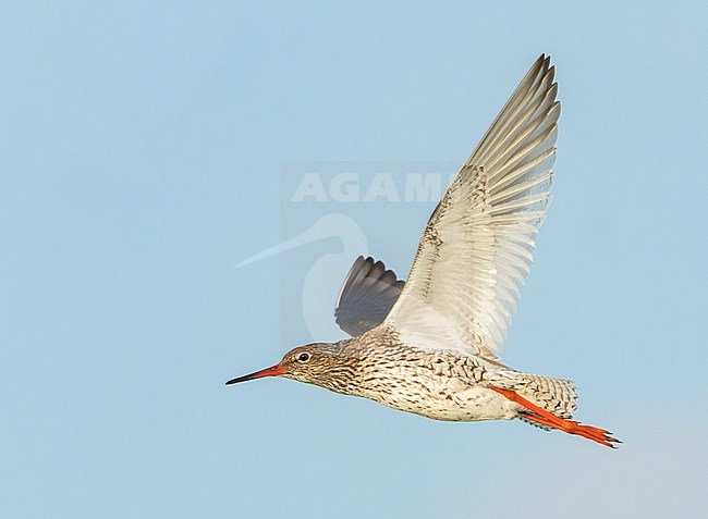 Adult Common Redshank, Tringa totanus, in flight in the Netherlands. stock-image by Agami/Marc Guyt,