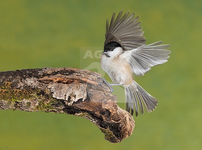 Marsh tit; Glanskop, Parus palustris stock-image by Agami/Alain Ghignone,