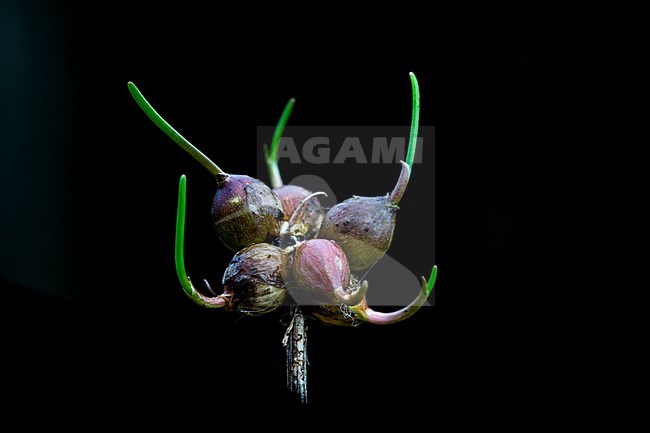 Keeled Garlic, Allium carinatum stock-image by Agami/Wil Leurs,