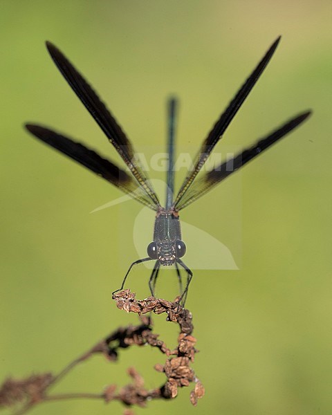 Copper Demoiselle (Calopteryx splendens), front view of an adult male spreading its wings, Campania, Italy stock-image by Agami/Saverio Gatto,