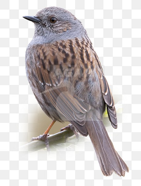 Heggenmus op takje; Dunnock on a branch stock-image by Agami/Daniele Occhiato,