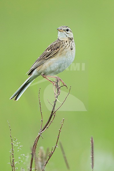 Richard's Pipit, Anthus richardi ssp. richardi, Russia (Baikal), adult stock-image by Agami/Ralph Martin,