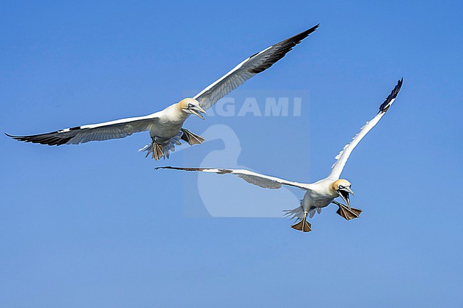 Northern Gannet (Morus bassanus) hunting for fish. stock-image by Agami/Marcel Burkhardt,