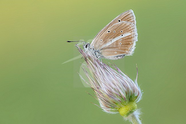Damon Blue on a blooming European Michaelmas daisy. stock-image by Agami/Wil Leurs,