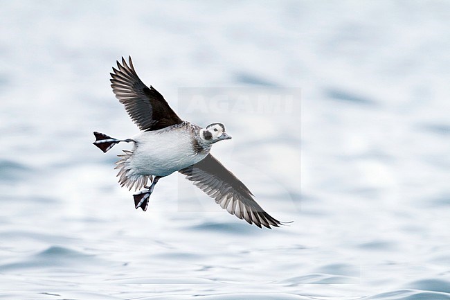 Long-tailed Duck (Clangula hyemali), adult female during winter. Flying in harbour in arctic Norway. stock-image by Agami/Ralph Martin,