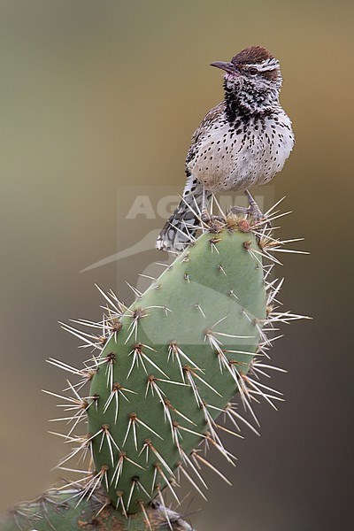 Cactus Wren (Campylorhynchus brunneicapillus) in North-America. Perched on a green cactus in Arizona desert. stock-image by Agami/Dubi Shapiro,