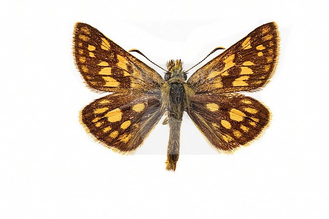 Chequered Skipper, Carterocephalus palaemon stock-image by Agami/Wil Leurs,