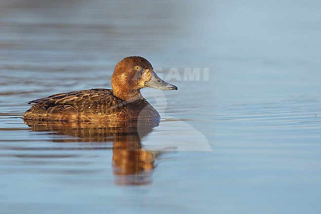 Adult female Greater Scaup (Aythya marila) swimming in tundra lake in Seward Peninsula, Alaska, USA, during short arctic summer. stock-image by Agami/Brian E Small,