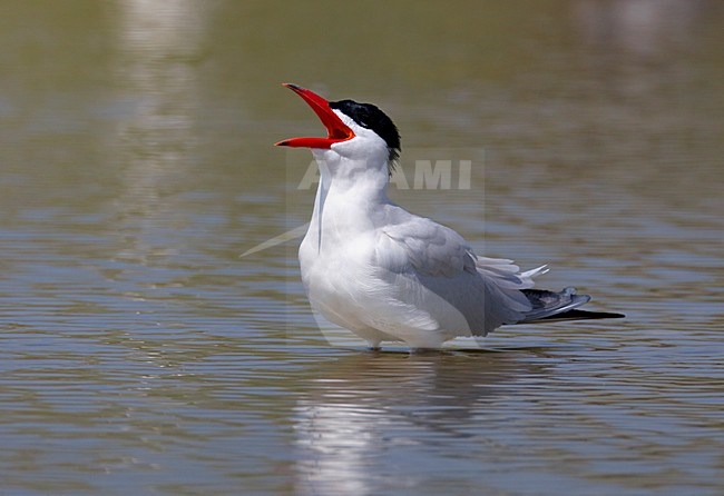 Volwassen Reuzenstern in zomerkleed; Adult summer Caspian Tern stock-image by Agami/Daniele Occhiato,