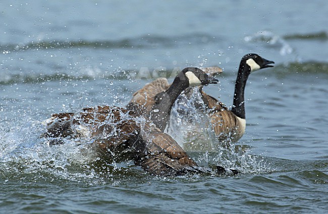 Canadese ganzen in water, Canada Geese in water stock-image by Agami/Jacques van der Neut,