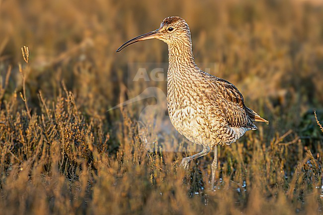 Regenwulp, Whimbrel, Numenius phaeopus stock-image by Agami/Menno van Duijn,