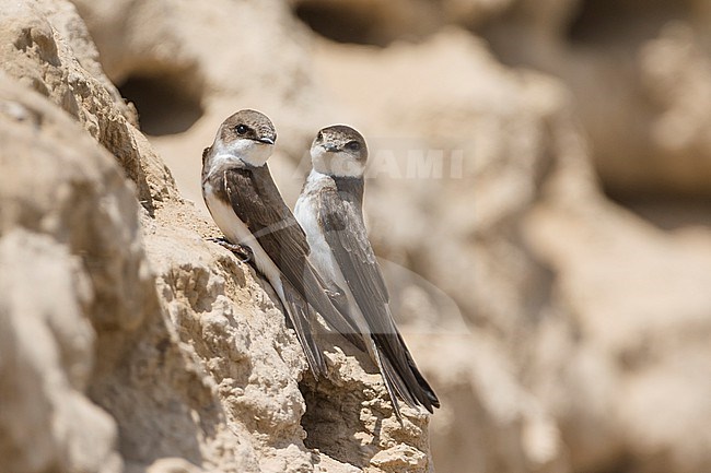 Common Sand Martin - Uferschwalbe - Riparia riparia ssp. innominata, Tajikistan, adult stock-image by Agami/Ralph Martin,