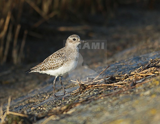 Grey Plover on the dyke of the waddensea in the evening sun. stock-image by Agami/Renate Visscher,
