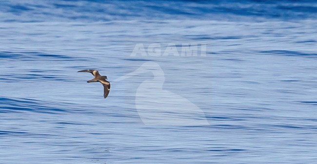 Chinees Stormvogeltje vliegend over de Atlantische Oceaan bij de Azoren; Vagrant Swinhoe's Storm Petrel, Oceanodroma monorhis, flying near the Azores on the Atlantic Ocean stock-image by Agami/Vincent Legrand,