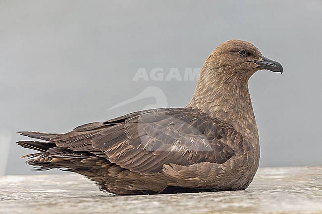 Adult South Polar Skua Stercorarius maccormicki) in Southern Argentina. stock-image by Agami/Pete Morris,