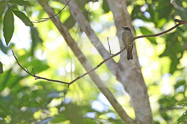 Banggai jungle flycatcher (Cyornis pelingensis), endemic to Peleng in Indonesia. stock-image by Agami/James Eaton,