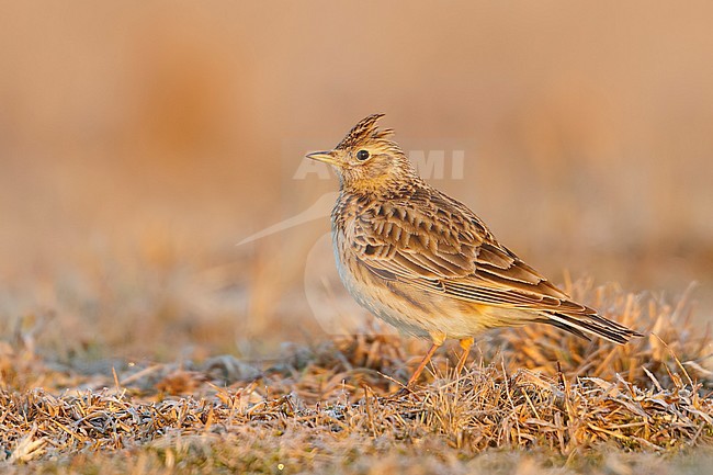 Eurasian Skylark - Feldlerche - Alauda arvensis arvensis, Germany stock-image by Agami/Ralph Martin,