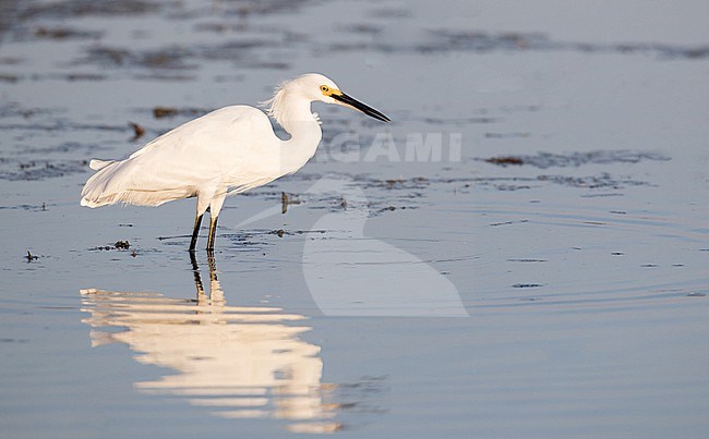 Snowy egret (Egretta thula) adult foraging stock-image by Agami/Ian Davies,